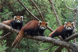 WCS Prospect Park Zoo Debuts Red Panda Cubs
